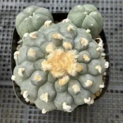 鳥羽玉 群生ロフォフォラ 銀冠玉 翠冠玉 子吹き モンストサボテン 多肉