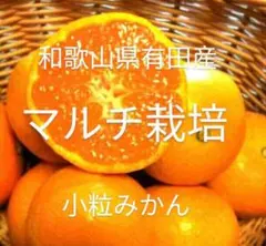 ライ様専用　マルチ栽培小粒みかん10kg