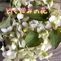 ドクダミの花 約200個 チンキ作りなどにのサムネイル