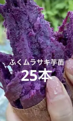 2026年最新】ふくむらさき 苗の人気アイテム - メルカリ