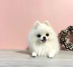 羊毛フェルト　羊毛犬　ふわもこポメラニアン　白ポメ　no.35