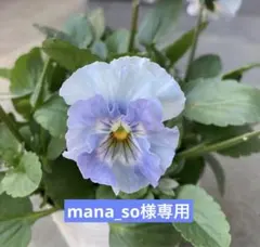 パンジー　シエルブリエ　① 10/18 メルカリ便　みぃねこ♡です。 パンジー シエルブリエ ① 10/18 メルカリ便 みぃねこ♡様専用です