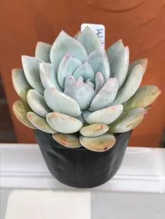 モンローQ❤️エケベリア 多肉植物 寄せ植え 抜き苗 - メルカリ