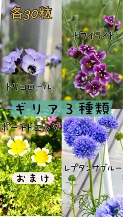 ギリア3種類セット（別包装）