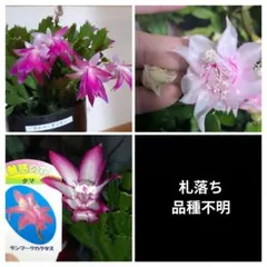 抜き苗デンマークカクタス(シャコバサボテン)色々Ａのサムネイル