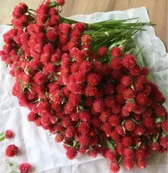 ストロベリーフィールド 千日紅 ドライフラワー 茎付き40本 - メルカリ