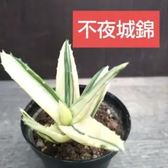 ①　不夜城錦　抜き苗発送のサムネイル
