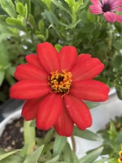 矮性ジニアの種赤色100粒