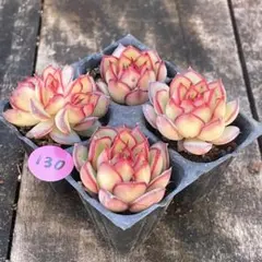 SALE❗️130多肉植物　多肉植物　ホタルルビ　抜き苗　寄せ植え　4苗セット❣️
