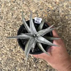 原種】Dyckia macedoi ディッキア マセドイ - メルカリ