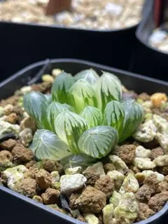 t*3様 ハオルチア エメラルドLED変異種 太陽の恋人 - メルカリ