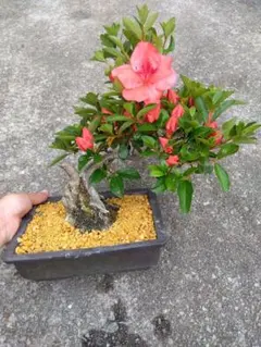 皐月　盆栽　7号陶器鉢つき　古株❗大輪❗　⑥ 皐月 盆栽 7号陶器鉢つき 古株❗大輪❗ ⑥ - メルカリ