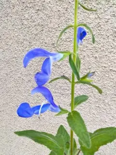 夏秋ナッツ様 リクエスト 2点 まとめ商品　まとめ値引き済です。