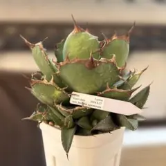 2025年最新】イラン アガベの人気アイテム - メルカリ