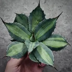 2026年最新】姫吉祥天の人気アイテム - メルカリ