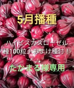 【種】ハイビスカスローゼル100粒＋おまけ種付！