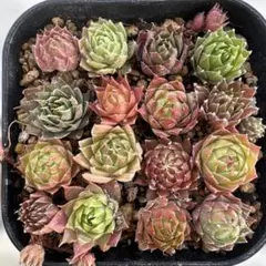 2025年最新】センペル ギャラクシースターの人気アイテム - メルカリ