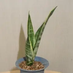 Sansevieria sinus-simiorum R-1734 - メルカリ