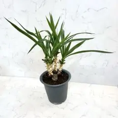 2026年最新】観葉植物 ユッカ エレファンティペスの人気アイテム