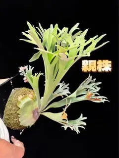 ビカクシダ　P.popcorn ポプコーン　TCのサムネイル