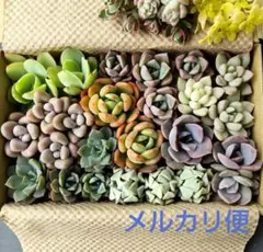 多肉植物セダム 多肉弁当 カット苗セット 詰め合わせ (中)
