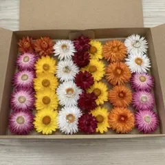 ③ ヘリクリサムドライフラワー ひまわり風 花材 リース ハーバリウム
