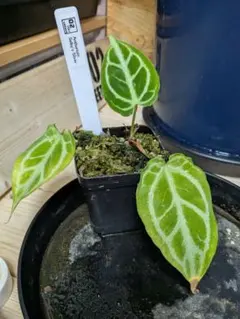 2025年最新】品種名：アンスリウム その他観葉植物の人気