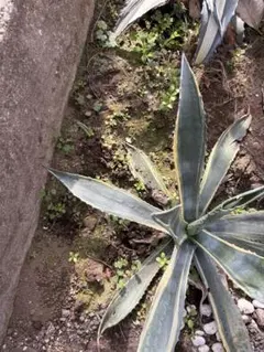 2025年最新】アガベ アメリカーナ縞斑の人気アイテム - メルカリ