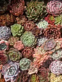 M*O様 Y171 大苗 多種類品種 約35株セット カット苗詰め合わせ 多肉植