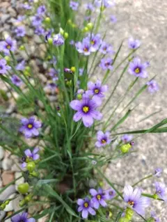 4567）高島慎一作 香合？・小物入れ・蓋物 ニワセキショウ 2025年最新