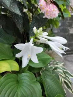 中型種 芳香花 ギボウシ / ホスタ ダイアナ リメンバード 2芽 中型種 芳香花 ギボウシ / ホスタ ダイアナ リメンバード 1芽 - メルカリ