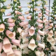ジギタリス 種 アプリコット