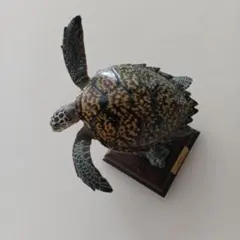 ネイチャーテクニカラー 日本のカメ ヤエヤマセマルハコガメ - メルカリ
