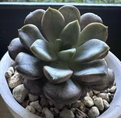 ミ*マ様 No.g815新入荷　ブドウ　エケベリア　多肉植物　撮影11月2日