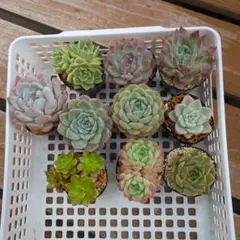 多肉植物 エケベリア ミックスベリア 入10苗セット③ ポットごと発送し