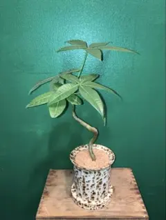 パキラ 観葉植物 108センチ大株 新芽展開中 プラ鉢 - メルカリ