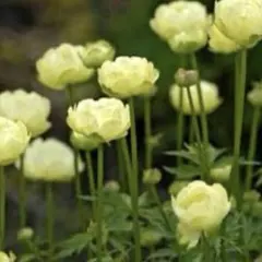 ともぴー様 リクエスト 3点 まとめ商品