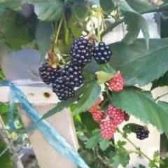 ブラックベリー挿し木１本　果樹　棘無しベリー