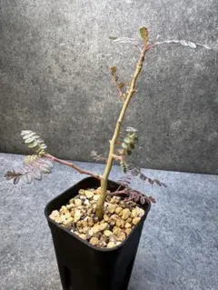 2026年最新】パキコルムスディスカラーの人気アイテム - メルカリ