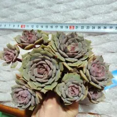 ①紫姫　エケベリア8頭　 大群生株　韓国苗　カット苗