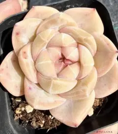 プリンセスティアラ②❤️ミックスベリア❤️おらいさん苗 多肉植物