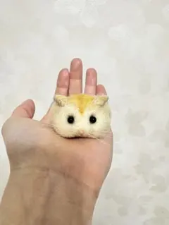 Rusk様専用ページ