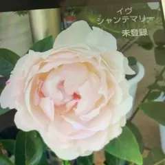 切り花品種バラ苗　レアバラ 　イヴＮｏ.♡ Rose バラ苗 とげなし スプレー咲 ラ・プリティー4号 今井清作出 切り花