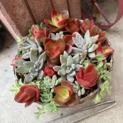 多肉　④もりもり寄せ植えセット‼️