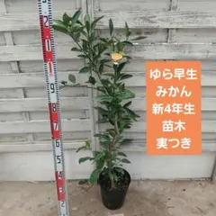 紅八朔 3年生 苗木 - メルカリ