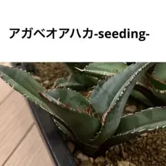 アガベオアハカオテロイ実生 1株24 - メルカリ