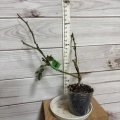 はな2019様ご専用ページ！