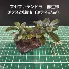 ブセファランドラ　群生株　溶岩石活着済（溶岩石込①のサムネイル