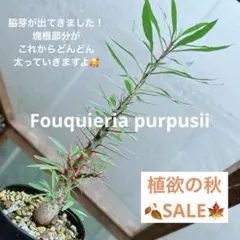 【速達ご対応です★国内実生株！】　フォークイエリア　プルプシー　鉢のまま発送　m フォークイエリア・プルプシー | 多肉植物・特別な鉢の販売