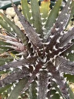 DBディッキア Dyckia BS x Ari x Chori #210 - メルカリ